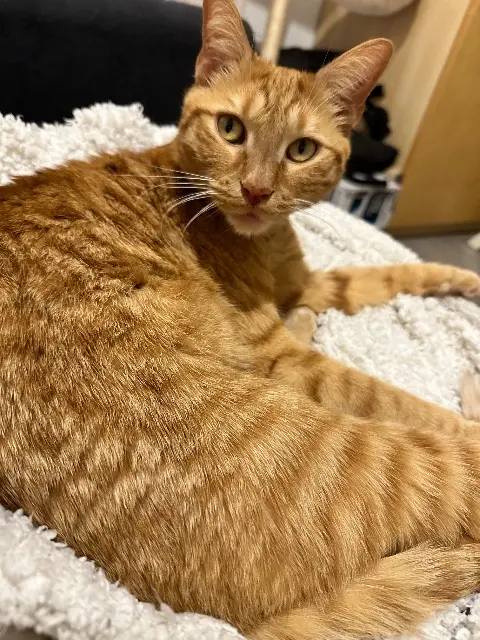 chat lost    Saint-Denis Simba