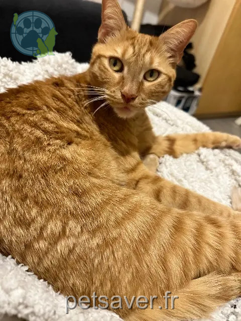 gato perdido Saint-Denis Simba gato lost Saint-Denis Simba