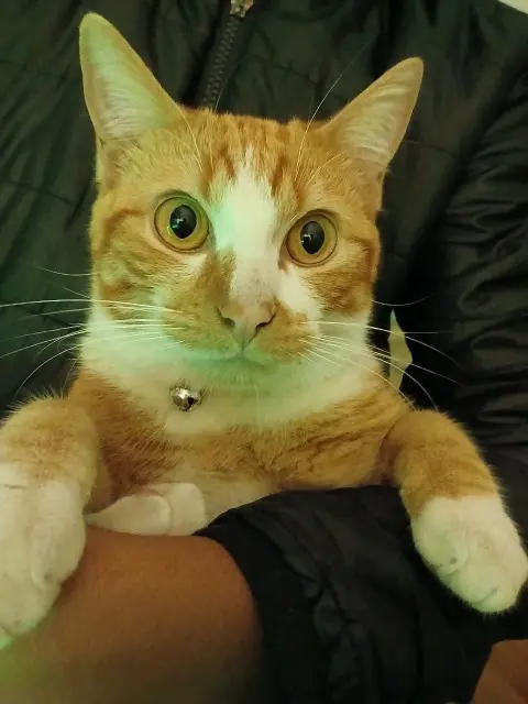 chat lost    Le Tampon Saphir