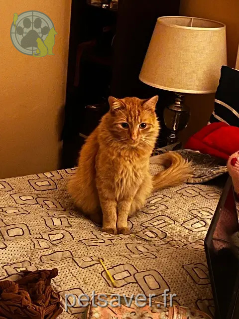 chat lost  Chester