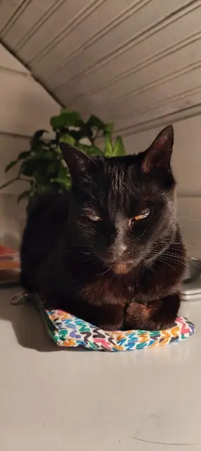 chatte reunited   03200 Vichy Moby (Neptune de son vrai nom)