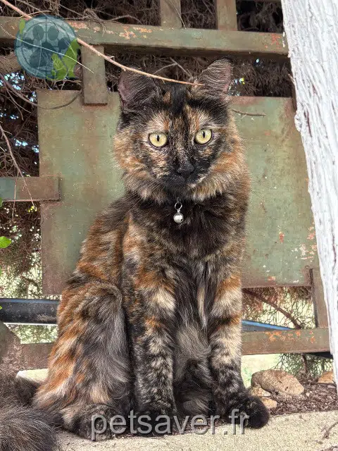 chatte reunited 06570 Saint-Paul-de-Vence Anjali