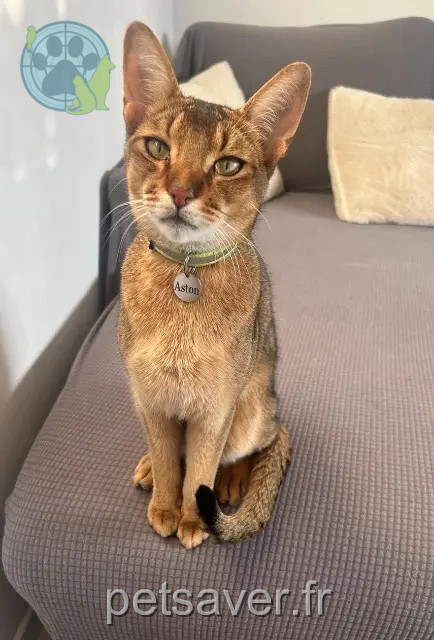chat reunited 06800 Cagnes-sur-Mer Aston