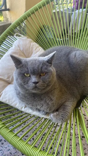 chat reunited   06140 Vence Boris