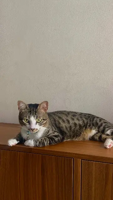 chat reunited    Nice Leo