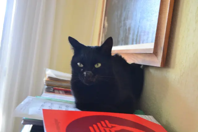 chat reunited    Nice Moskoune