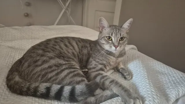 chat reunited   06220 Vallauris Smooky