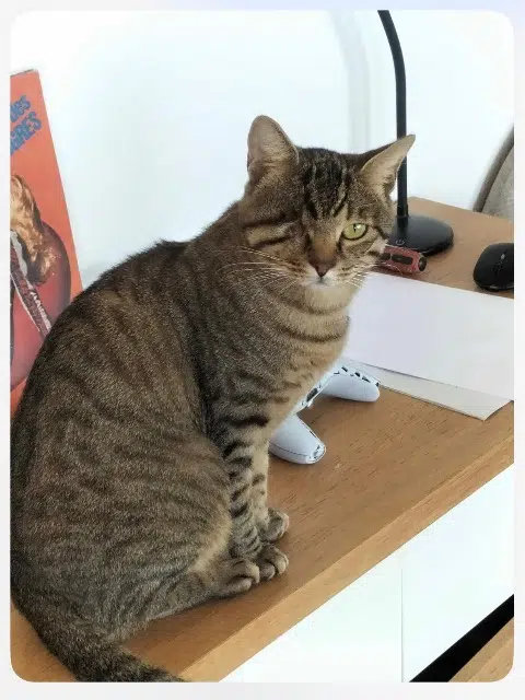 chat reunited    Cannes Speed