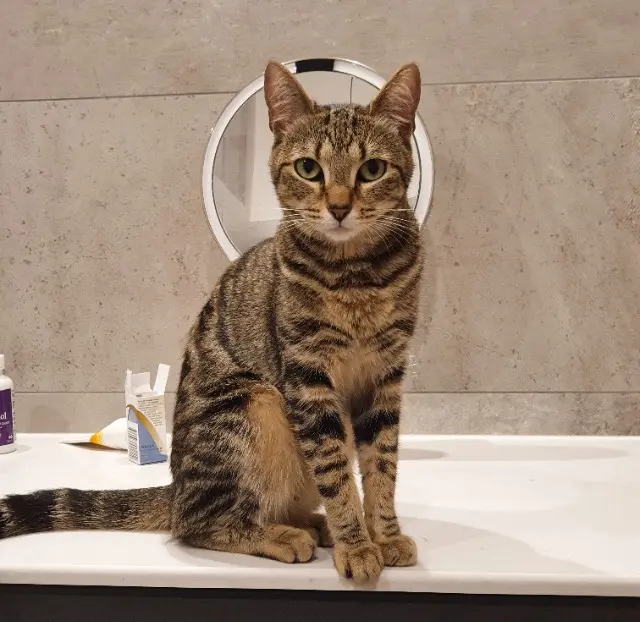 chatte reunited   11100 Narbonne Gemma