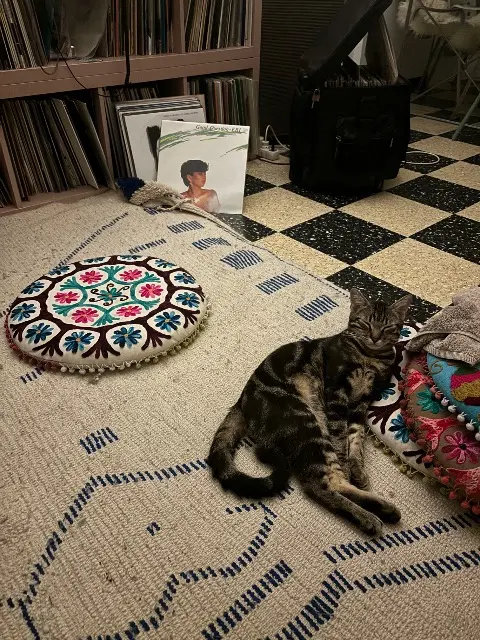 chat reunited    Marseille Jean pascal