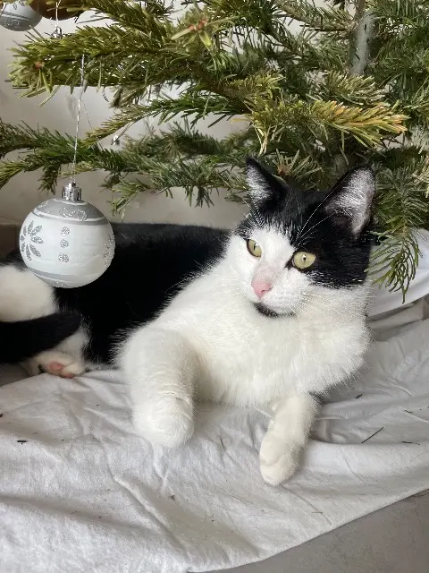 chatte reunited   13170 Les Pennes-Mirabeau Tsuki