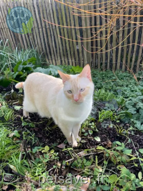 chat reunited   14610 Thaon Blue