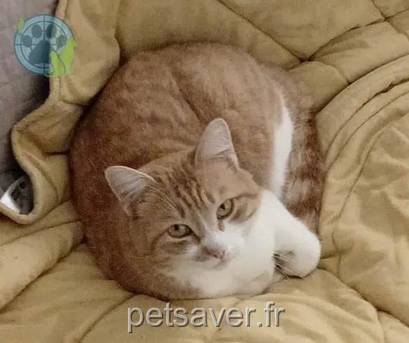 chat reunited   16390 Bonnes Tiggur