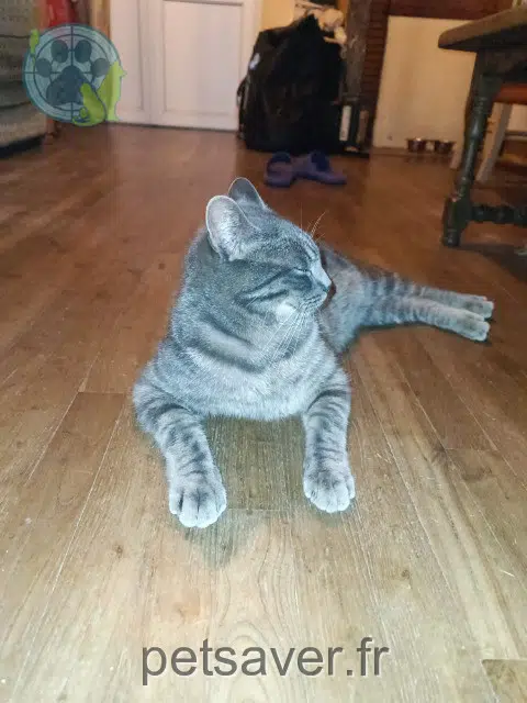 chat reunited   16410 Dignac Veigar