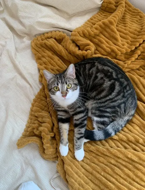 chat reunited   21340 Thury Moustique