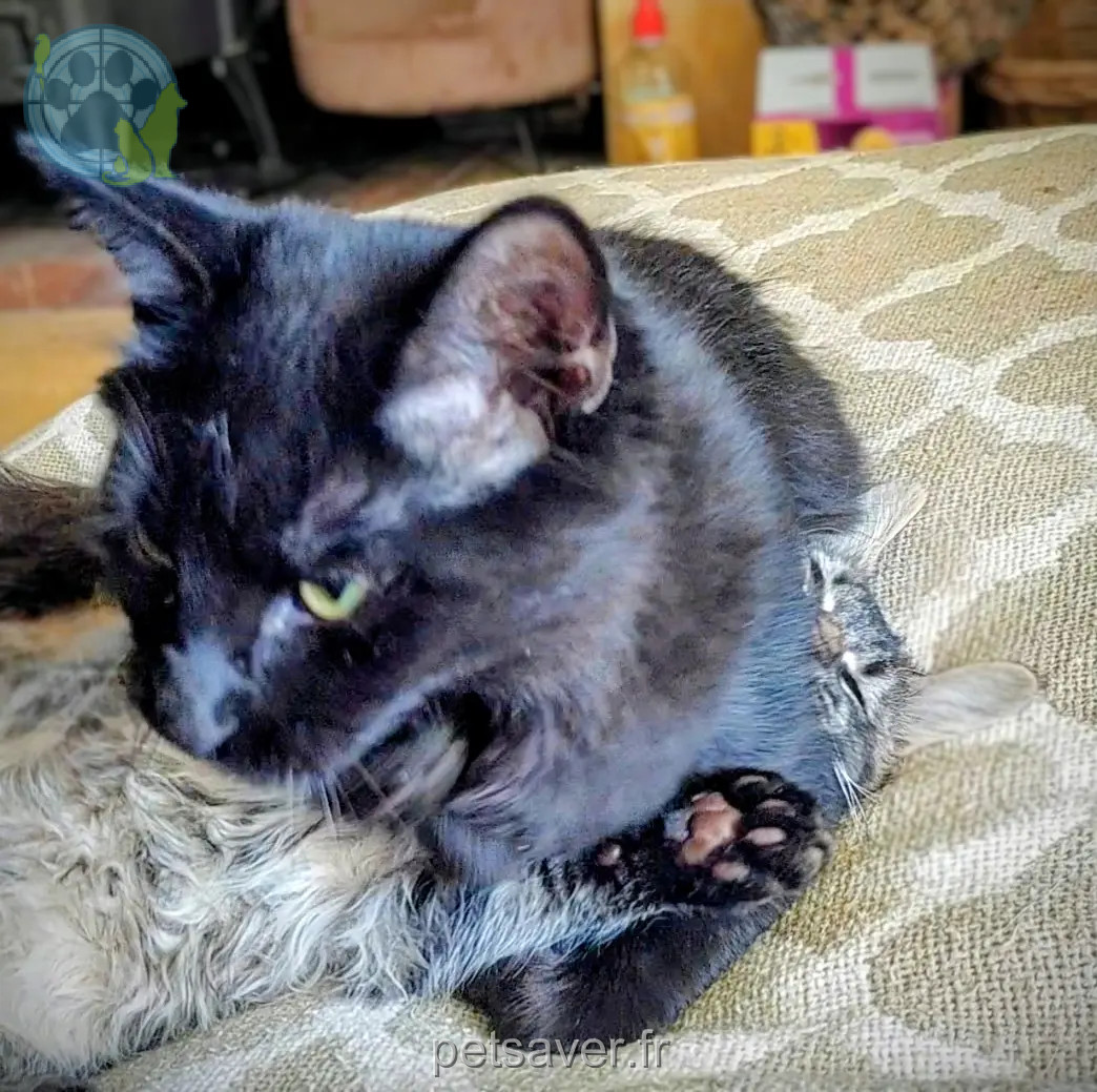 chat reunited   24150 Pontours Panter