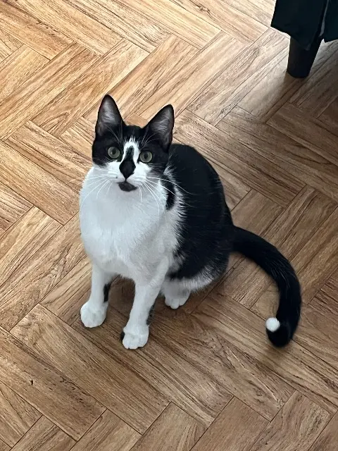 chatte reunited   25000 Besançon Augustine