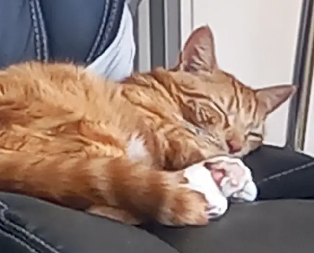 chat reunited   25000 Besançon Marius