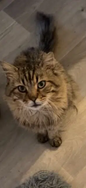 chat reunited   25200 Montbéliard Kawaii