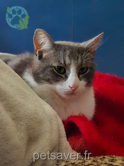 gato reunited 25350 Mandeure Yoon