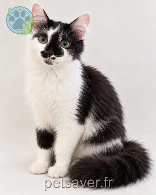 chatte reunited 26500 Bourg-lès-Valence Knopa