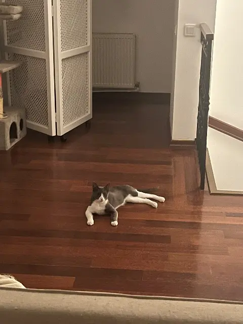 chat reunited   27120 Houlbec-Cocherel Titout