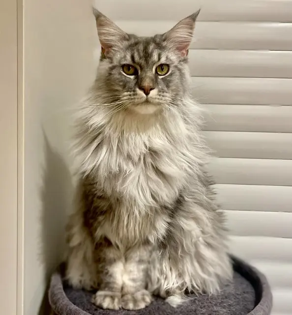 chat reunited   28260 Sorel-Moussel Valentin