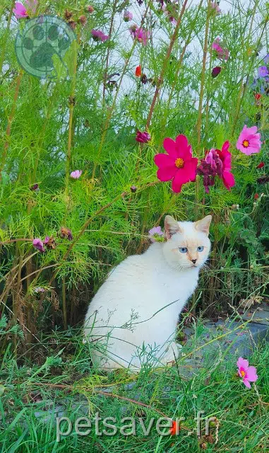 chat reunited 29840 Porspoder Broussaille