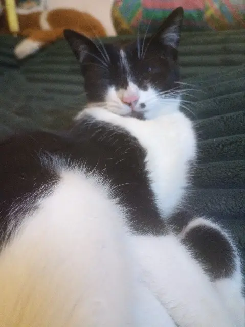 chatte reunited   29100 Douarnenez Fantomette