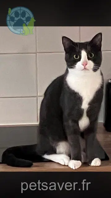 chat reunited 29900 Concarneau Simba