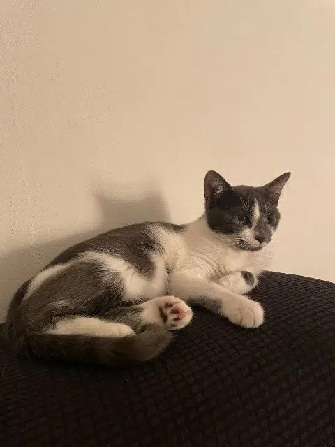 chatte reunited   30340 Saint-Privat-des-Vieux Pixie