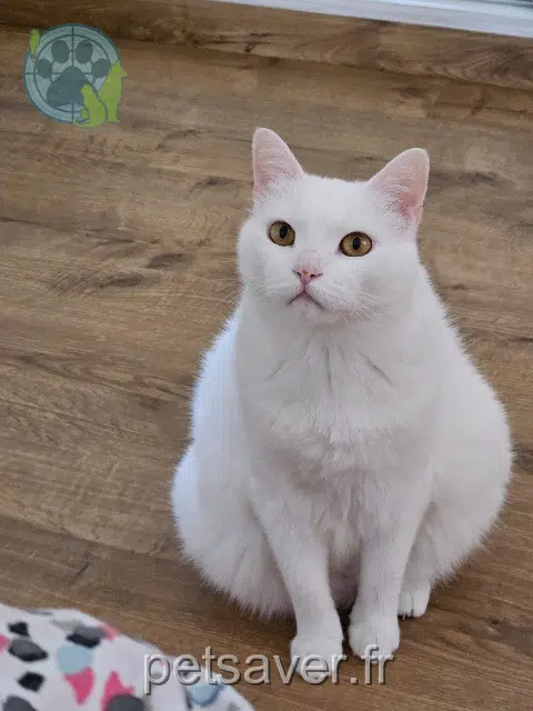 chatte reunited 31830 Plaisance-du-Touch Alba