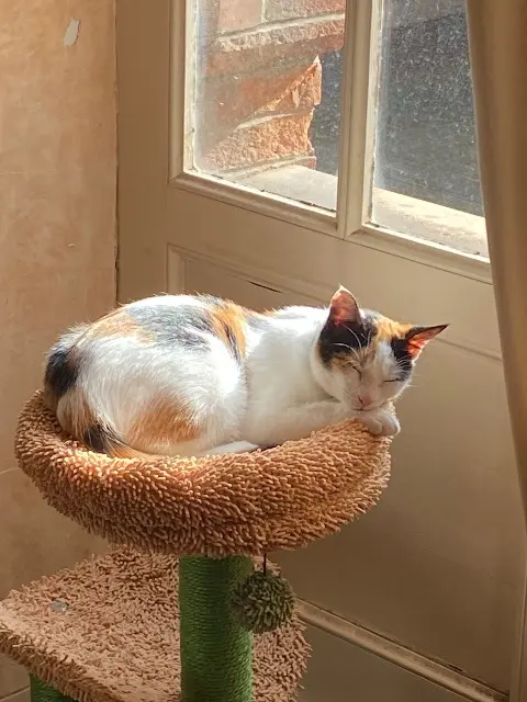 chatte reunited    Toulouse cali