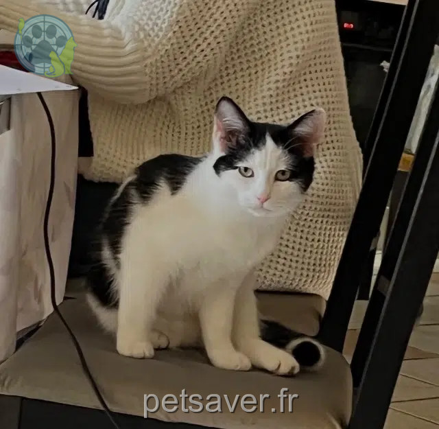 gatto reunited    Toulouse Iago