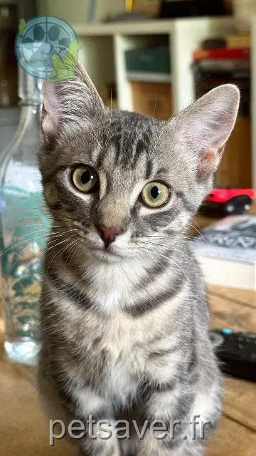chatte reunited Toulouse Nova
