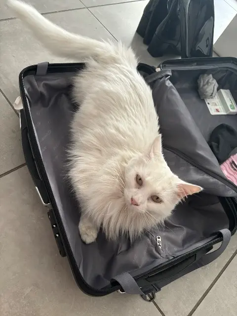 chatte reunited    Toulouse SEA