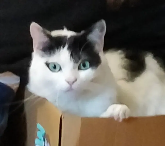 chatte reunited    Toulouse Winky