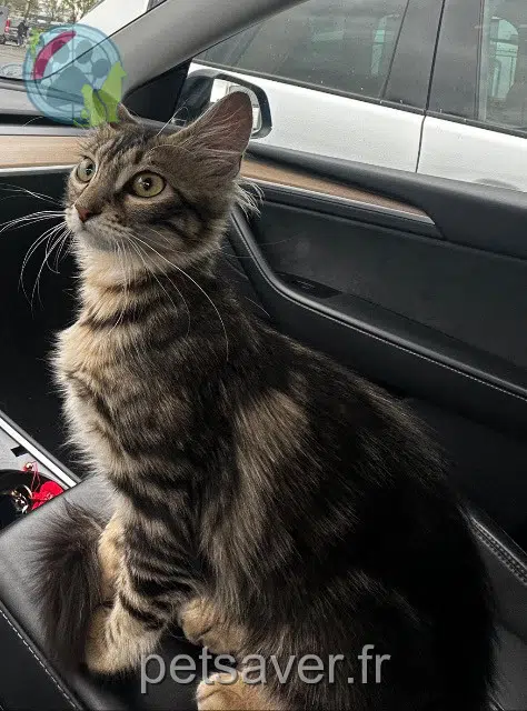 chatte reunited   31170 Tournefeuille Waki