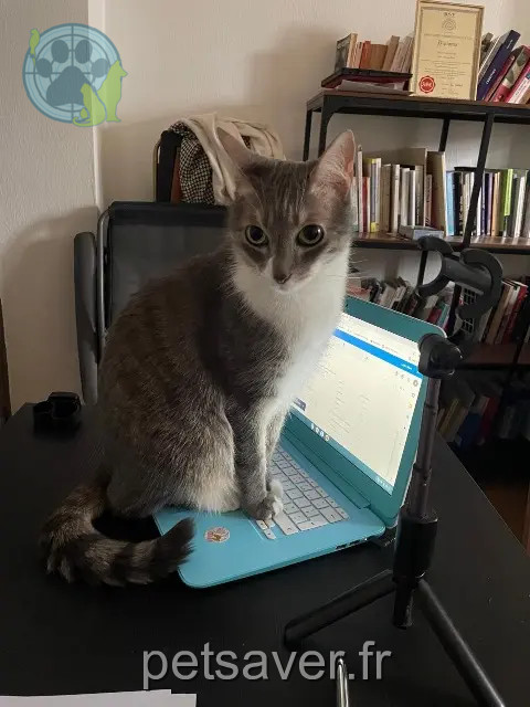 chat reunited 32000 Auch Jazz