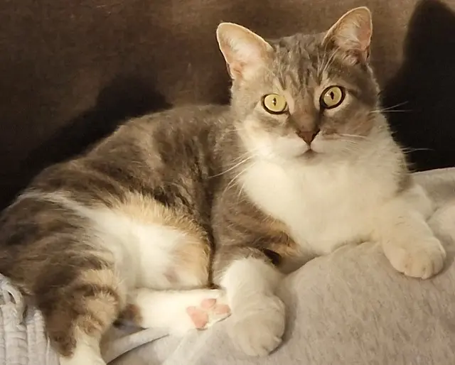 chat reunited    Bordeaux Thedude