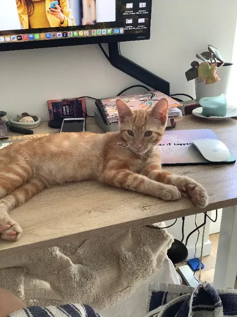 chat reunited   33220 Sainte-Foy-la-Grande Marius