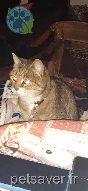 chatte reunited   33140 Villenave-d'Ornon Mimi
