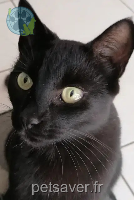 chat reunited 33690 Sendets Picasso