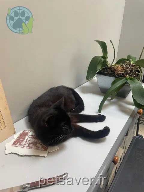 chat reunited 33310 Lormont Pito
