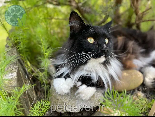 chatte reunited   33185 Le Haillan Soon