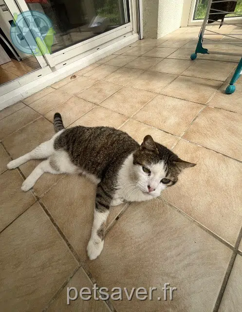 chat reunited 33185 Le Haillan Tigrou