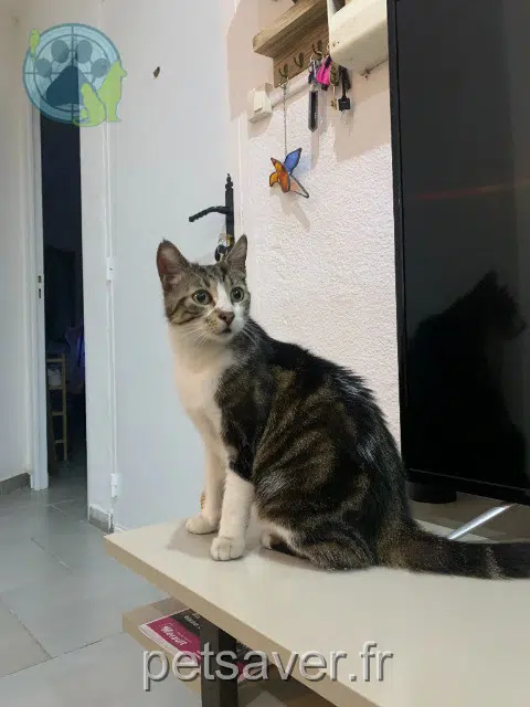 chatte reunited   34500 Béziers Anaëlle lequeutre