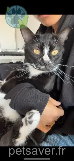 chat reunited    Montpellier Happy