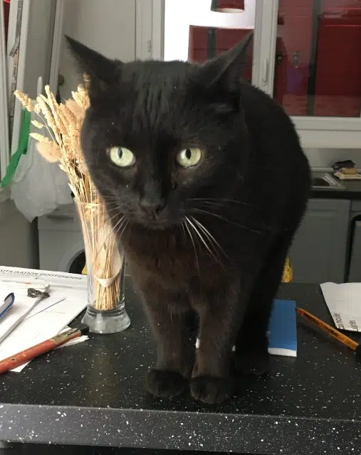 chatte reunited   34200 Sète Plume