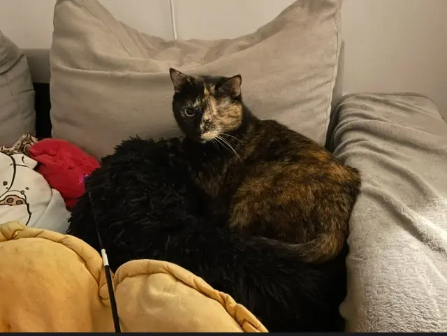 chatte reunited   35370 Brielles Scala